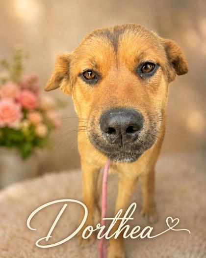 Photo of Dorthea