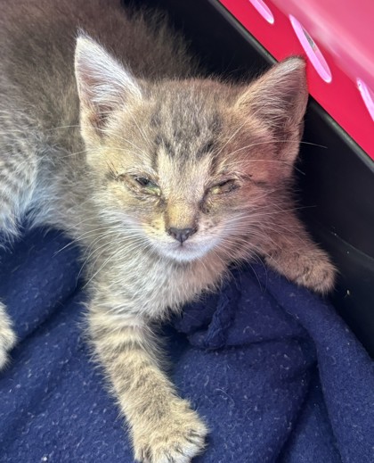 Photo of Shiloh