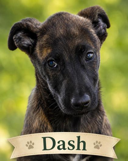 Photo of Dash