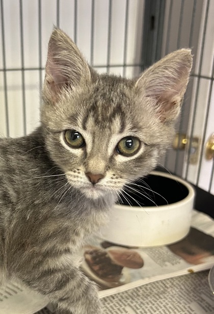 Photo of Mabel
