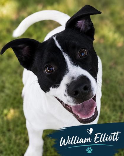 Photo of William Elliott