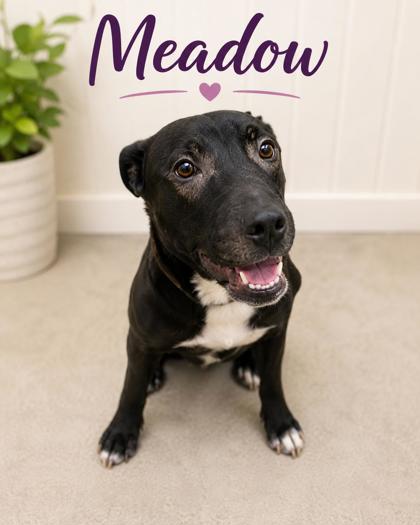 Photo of Meadow
