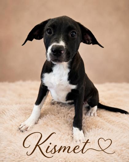 Photo of Kismet