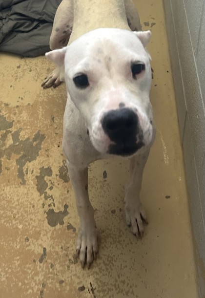 Photo of Poptart