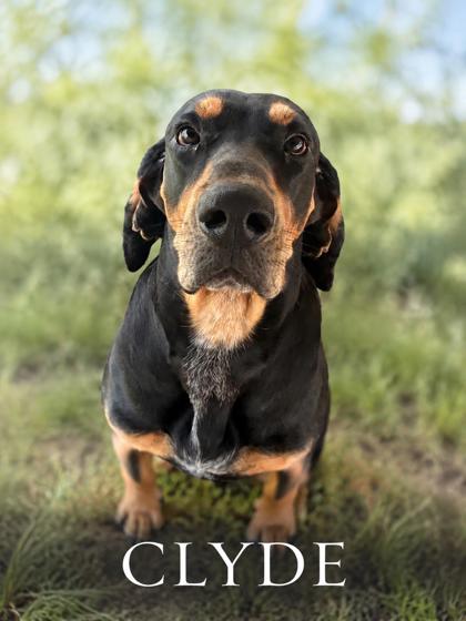 Photo of Clyde
