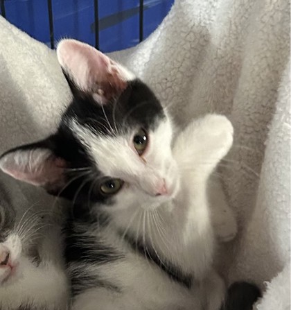 Photo of Katana