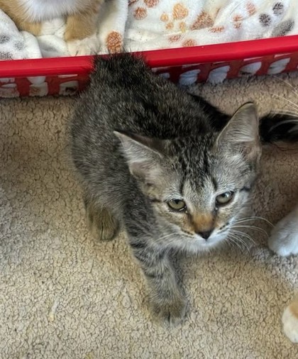 Photo of Bramble