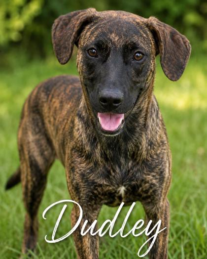 Photo of Dudley
