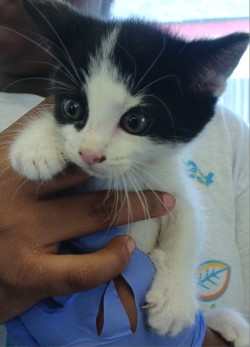 Photo of Willow