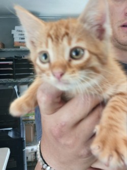 Photo of Toby