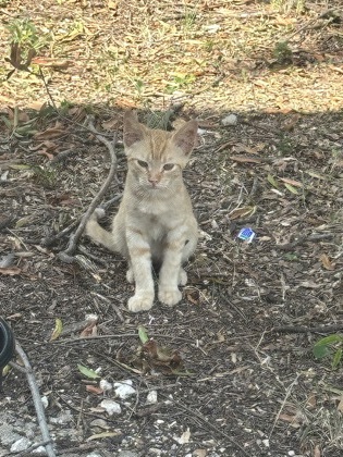 Photo of Peanut