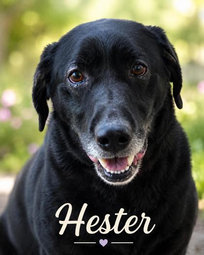 Photo of Hester