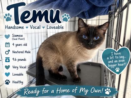 Temu - Cat