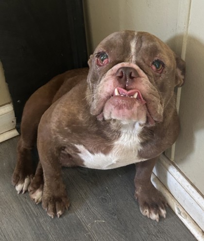 Photo of Truffle