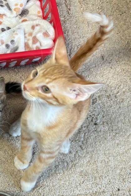 Photo of Bijou