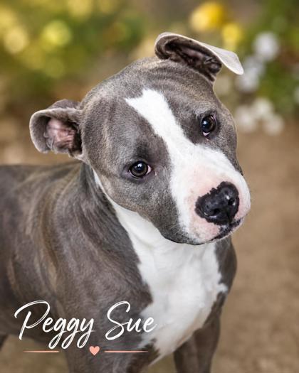 Photo of Peggy Sue