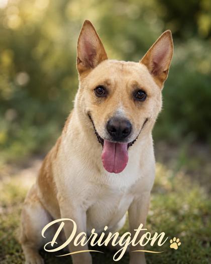 Photo of Darington