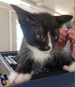 Photo of Domino