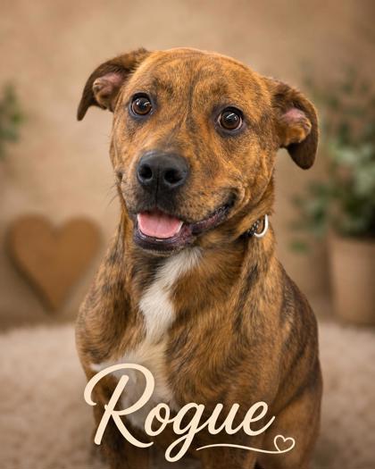 Photo of Rouge