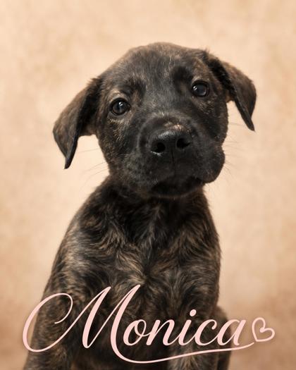 Photo of Monica
