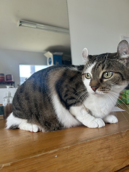 View Lexi the Cat Photo #2