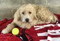 View Bono the Dog Photo #2