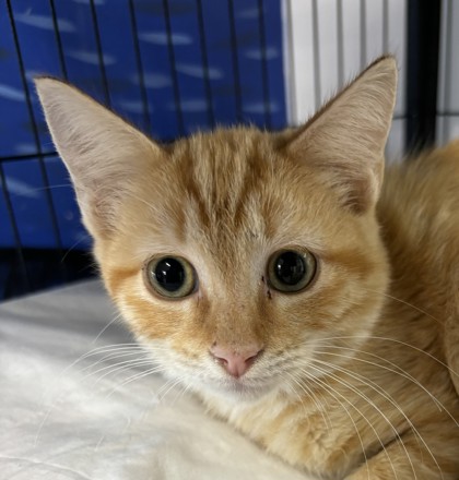 Photo of Nacho