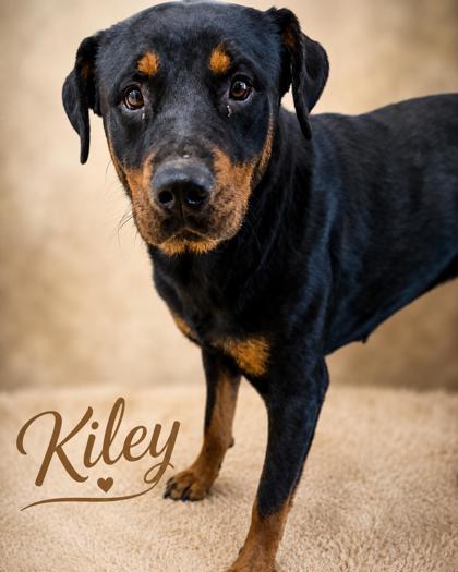 Photo of Kiley