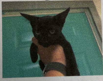 Spca Cincinnati Adopt