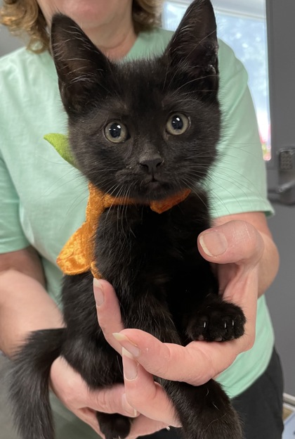 SPCA Cincinnati - Paws that scrolling! Fifth Third Bank, Cincinnati Bengals  & #spcacincinnati have joined forces. On 7/29, from 2:30 - 5:00pm, we're  helping Bengals Fans adopt their own mini Who Dey (