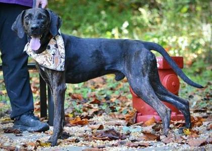 Blue sales plott hound