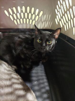Spca Cincinnati Adopt