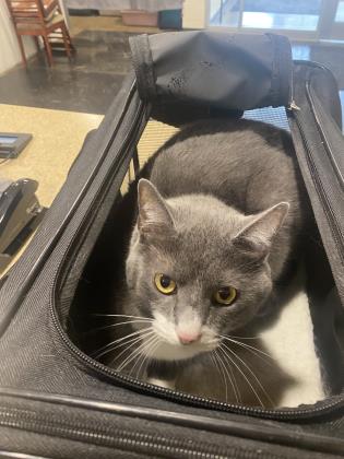 Spca Cincinnati Adopt