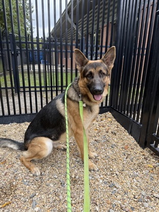 SPARKS (FOSTER/ADOPT ONLY)