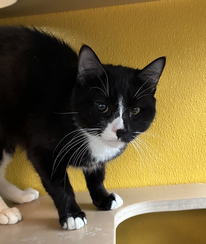 FRUIT SALAD - Domestic Shorthair / Mix available for adoption