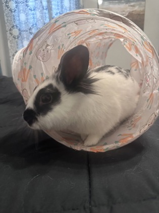 LOKI (IN FOSTER- PENDING NEUTER) - Lionhead / Rabbit available for adoption