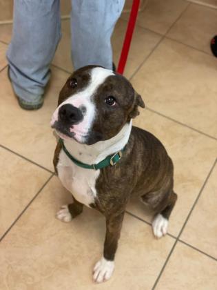 ETHEL - American Pit Bull Terrier / Mix available for adoption