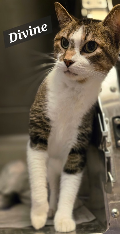 DIVINE - Domestic Shorthair / Mix available for adoption