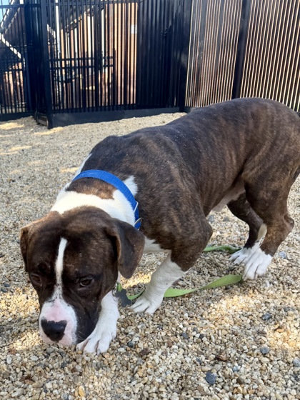 CAPRIS - American Pit Bull Terrier / Mix available for adoption