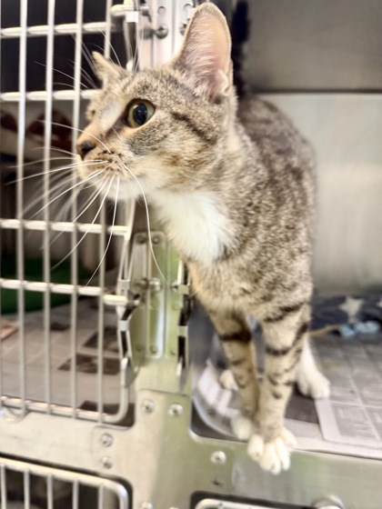BELLA - Domestic Shorthair / Mix available for adoption
