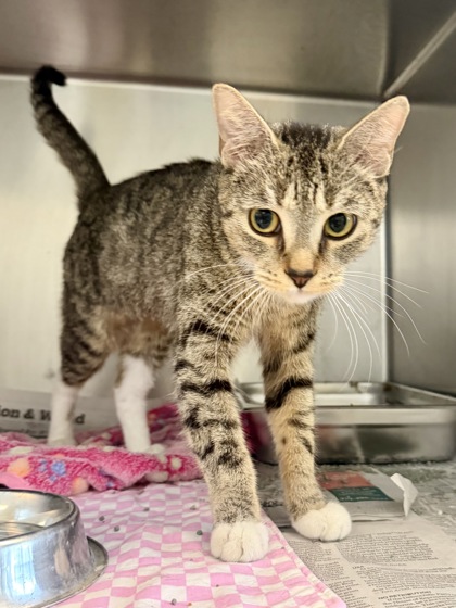 BELLA - Domestic Shorthair / Mix available for adoption