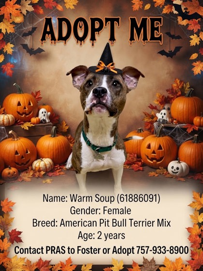 WARM SOUP - American Pit Bull Terrier / Mix available for adoption