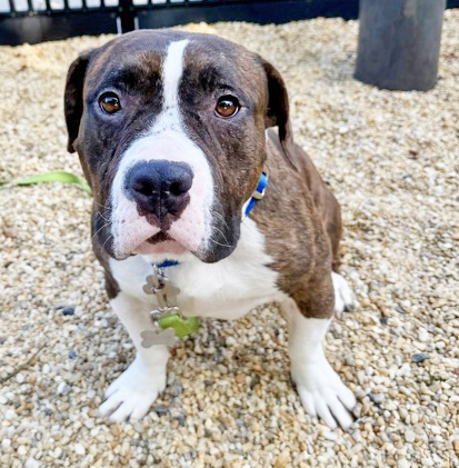 CAPRIS - American Pit Bull Terrier / Mix available for adoption