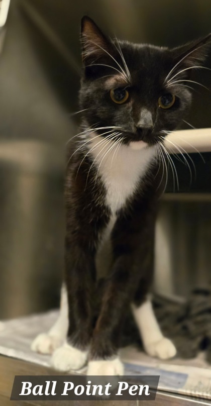 BALL POINT PEN - Domestic Shorthair / Mix available for adoption