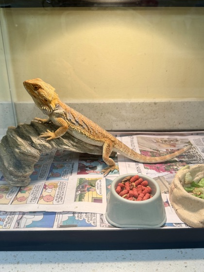 BONSAI - Lizard / Lizard available for adoption