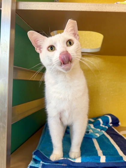 PINA COLADA - Domestic Shorthair / Mix available for adoption