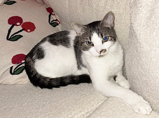 EASEL (IN FOSTER) - Domestic Shorthair / Mix for adoption in Hampton