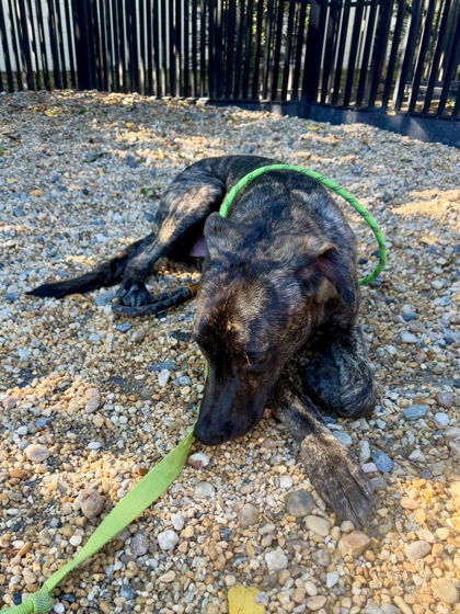 ELOISE - Greyhound / Mix available for adoption