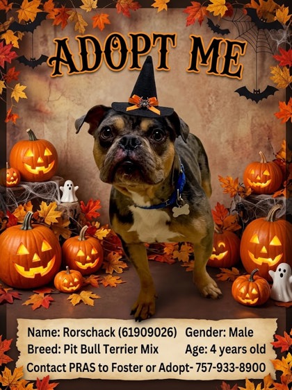 RORSCHACK - Pit Bull Terrier / Mix available for adoption