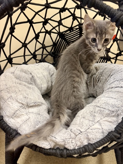 PLUTO (FOSTER TO ADOPT) - Domestic Medium Hair / Mix available for adoption